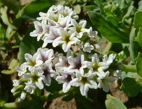 Heliotropium curassavicum flower